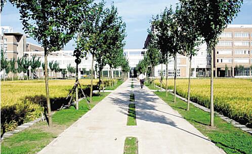 南充廣播電視大學南部縣分?！鸽姶蟆?></a></div>
          <dl>
              <dt><a href=